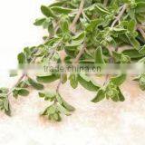 Majoram Leaves thumbnail-2