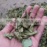 gymnema Leaf for powder making