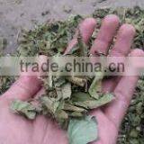 Gymnema Leaf for Tea Making thumbnail-1