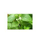 Lemon Balm Extract thumbnail-1