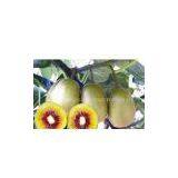 Red Sun Kiwi thumbnail-1