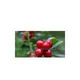 Lingonberry Fruit Powder