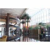 Preserved Date Palm thumbnail-4