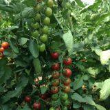 Cherry Tomato Seeds Hot Tomato Greenhouse Plant Tomato Seeds No.69 thumbnail-2