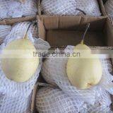 Chinese Fresh Ya Pear thumbnail-1