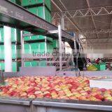 SELECTED QINGUAN APPLES thumbnail-3
