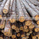 Pine Birch Logs FSC WOOD thumbnail-3