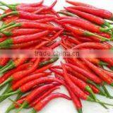 Vietnam Fresh Chili Very Hot Competitive Price