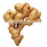 INDIAN DRIED GINGER WHOLE thumbnail-1