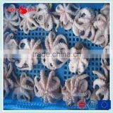 Frozen Baby Otopus IQF Gutted thumbnail-3