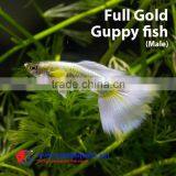 Guppy Fish Farm for Sale/ Aquarium Fish thumbnail-1
