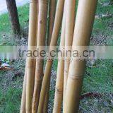 Hollow Guadua Bamboo Poles Can be Split thumbnail-2