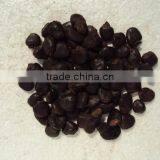 SEMECAPPUS thumbnail-2