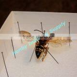 Mounting Supplies 38mm Resin Head Insect Dissection Pins in Tube Packing thumbnail-6