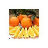 Navel Orange thumbnail-3