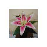 Small Set Rubrum Lily thumbnail-1