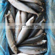 Frozen Pacific Mackerel Fish Scomber Japonicus Chub Mackerel thumbnail-2
