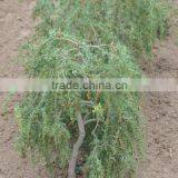 2016 Organic Goji Berries thumbnail-1