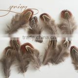 Factory wholesale natural almond big window ringneck pheasant feathers