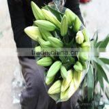 Fresh Cut Flowers Different Color Oriental Hybrid Fresh Cut Lilies thumbnail-4