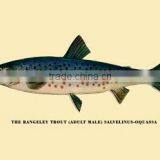 The Rangeley Trout 12x18 Giclee on Canvas thumbnail-1