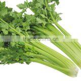 Fresh Celery for Sale Good Quality thumbnail-5