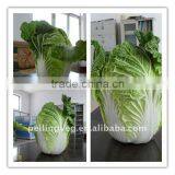 SUPPLY 2011 FRESH CHINESE CABBAGE (GOOD QUALITY)