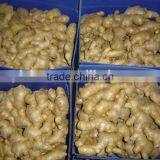 New Crop China Fresh Ginger for Sale thumbnail-6