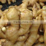 Wholesale Ginger Price thumbnail-1