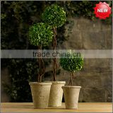 Decorative potted boxwood ball topiary