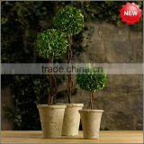Decorative Potted Boxwood Ball Topiary thumbnail-1