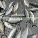 Frozen Indian Mackerel thumbnail-1