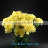 Cut Fresh Yellow Carnation Flowers Glitzy Global After Sale Service Named From China With Competitive Price thumbnail-6