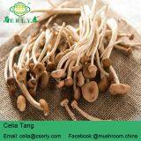 Detan Agrocybe Cylindracea Fresh Mushroom thumbnail-4