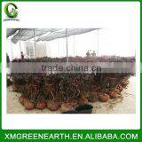Loropetalum chinense small plant (2)