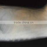 x Ray Blue Film, Medical x Ray Film of Fuji Instax Accessories thumbnail-1