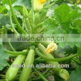 Jade 1 Chinese Smooth and Straight Cylinder Squash Seeds