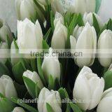 2016 High Quality Beautiful Cut White Tulip Flower From Kunming thumbnail-6