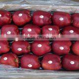 Red Delicious Apple/ Huaniu Apple thumbnail-3