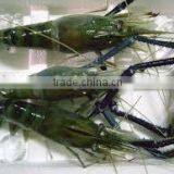 Fresh Water Prawns thumbnail-2