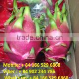 HKVIMEX export dragon fruit/ fresh dragon fruit