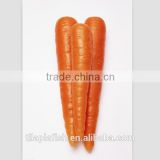 size L fresh carrot on sale