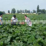 Shelled and Roasted Chinese Green Pumpkin Seed Kernels New Crop thumbnail-5