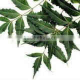 Azadirachta india neem leaf powder neem