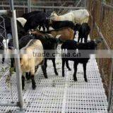 Hot sale new design plastic gride floor for sheep