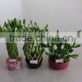 Lucky Bamboo Dracaena Sanderiana Lucky Bamboo Cage thumbnail-1