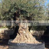 Bonsai Olive Tree Extra Large thumbnail-6