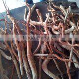 Tongkat Ali thumbnail-2