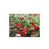 Lingonberry Red thumbnail-1