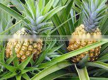 PINEAPLLE ENZYME BROMELAIN PINEAPPLE POWDER/BROMELAIN POWDER MADE IN VIET NAM thumbnail-5